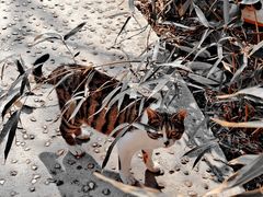 -风车面包