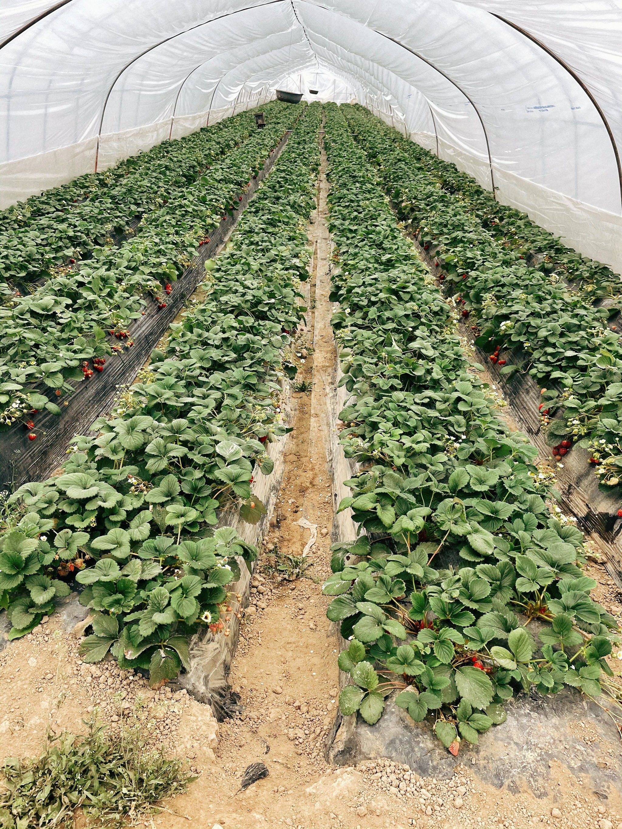 我在草莓园等你,你在哪?