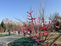 -莲花池公园