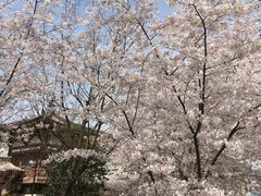 -西安青龙寺遗址景区
