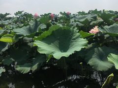 -荷塘月色湿地公园·向阳花洲