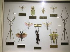 -上海昆虫博物馆