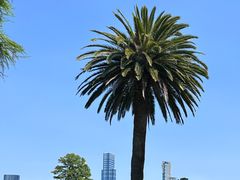 -墨尔本皇家植物园