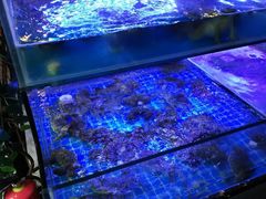 -特色酱椒鱼私房菜(黄鹤楼店)