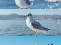 -海埂大坝