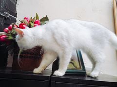 -猫色咖啡·猫咖