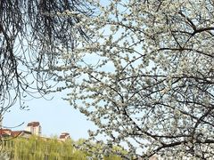 -桃花堤公园