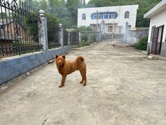 -瑞派宠物医院东莞中心医院·24H转诊·异宠(新河北路院)