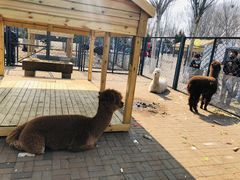 -长白岛森林公园