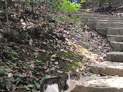 -上海佘山国家森林公园天马山园