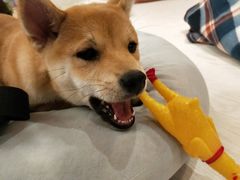 -浣熊柯尔鸭土拨鼠·电玩咖