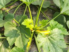 -上膳源有机农场