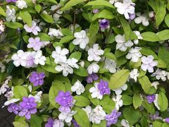 -南宫五洲植物乐园