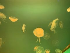 -福州罗源湾海洋世界旅游区