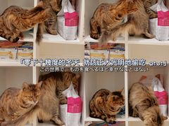 -极木²邸 人与宠物·互动社区