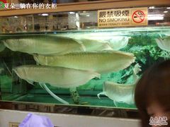 传说中的银龙鱼-文辉墨鱼丸大王(铜锣湾渣甸街总店)