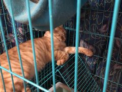 -胡椒猪肚汤(康王店)
