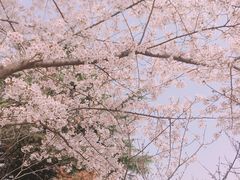 -西安青龙寺遗址景区
