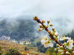 -南靖田螺坑土楼群景区