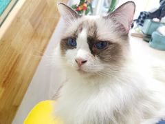 -猫在这儿猫咪咖啡馆·撸猫馆