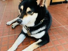 -柴犬高等学院·狗咖·柴犬售卖·宠物训练