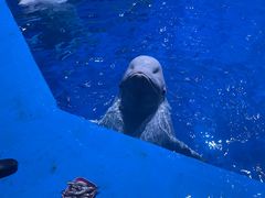 -海合安青岛极地海洋公园