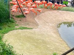 -武汉动物园