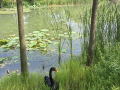 -昆山城市生态森林公园