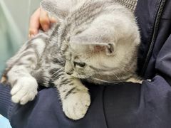 -佳怡动物医院·平价24小时·猫专科骨外科