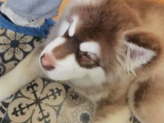 -Let's go狗咖·猫咖·奶狗·桌游(春熙路IFS店)