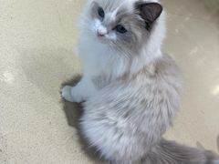 -藏猫猫咖啡主题馆(中央大道店)
