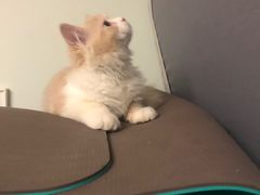 -达爱动物医院·犬猫分区·CT·复杂眼科(远洋山水分院)