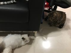 -Bastet sally猫舍购宠(静安店)
