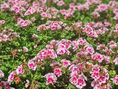 -徐家汇源景区-衡山公园