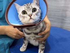 -瑞派名望24h动物医院异宠专科·猫专科·骨科·重症监护分院