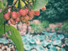 -上海市龙华烈士陵园