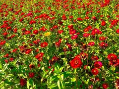 -莲花山花海