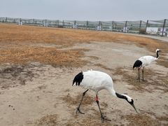 -盐城丹顶鹤湿地生态旅游区