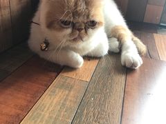 -猫咪咖啡·猫咖(万达广场店)