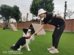 -北京京卫宠物寄养训练中心