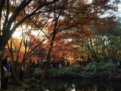 -秋霞圃