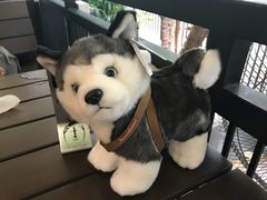-TrueLove @ Neverland (Husky Cafe)