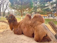 -北京野生动物园