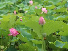 -费孝通江村纪念馆