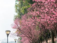 -望江楼公园