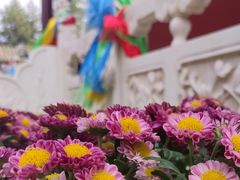 -大召无量寺