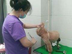 -北京观赏动物医院·24小时大型综合·猫专科·异宠专科