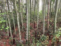 -崇阳三特浪口温泉