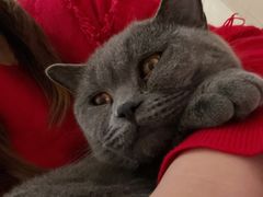 -宠福鑫康馨动物医院·骨科·眼科