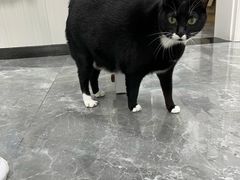 -东莞宠友24H宠物中心医院·转诊夜诊·异宠(新河北路院)